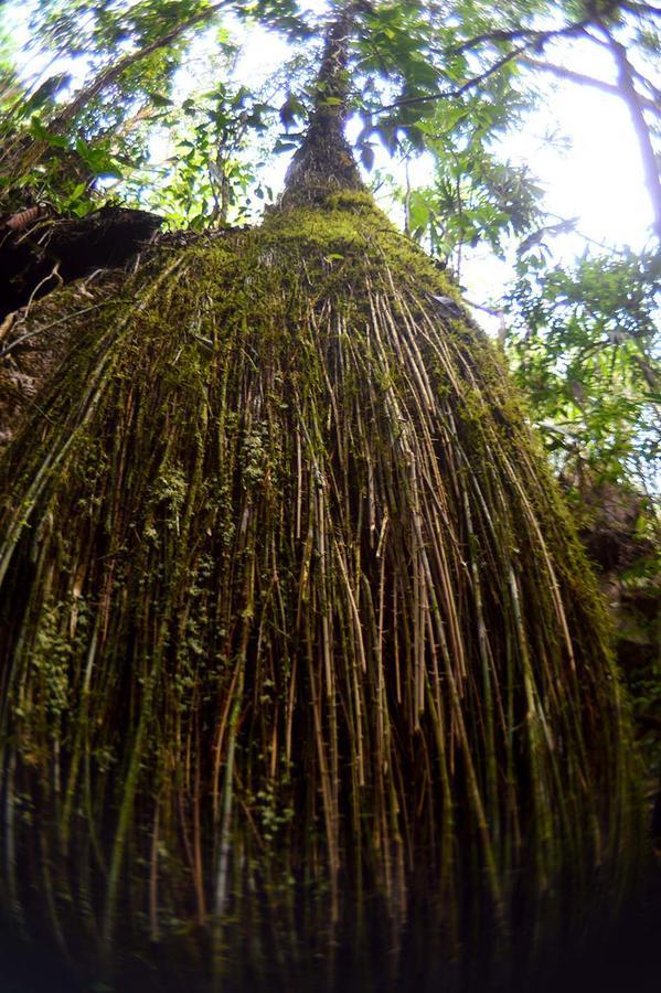 Ecolodge Las Nubes Chiapas La Fortuna Gallo Giro Exterior foto